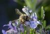 Andrena sp.